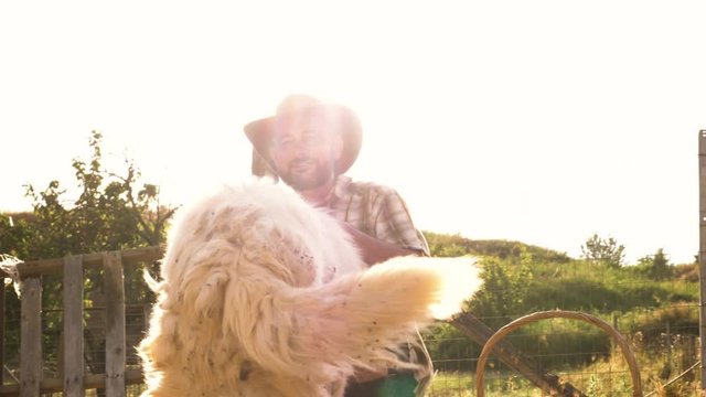 Young farmer petting maremma sheepdog at sunset in vegetable garden. Italy.
