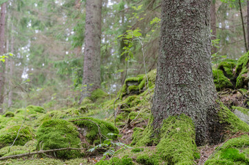 Fototapeta premium Green spruce forest ground