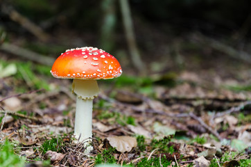 Beautiful Death Cap mushroom