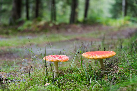 Red mushroms in a green forest
