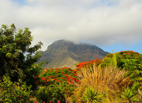 Beautiful view on Roque del Conde mount with blooming tropical plants in the foreground from Torviscas Alto,Tenerife,Canary
Islands,Spain.Vacation or travel concept.