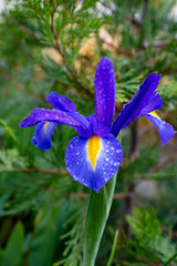 Blue iris in an Oregon garden