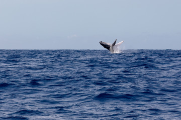 Baleine à bosse dans les eaux chaudes de l'océan Indien à la Réunion