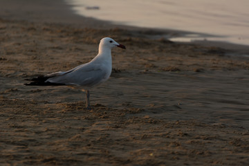 White and grey seagull standing on a sandy sea beach in the morning