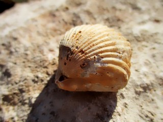 gros plan de fossile bivalve  isolé sur une dalle de calcaire