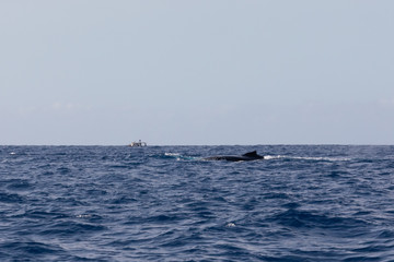 Fototapeta premium Dos de baleine à bosse dans les eaux chaudes de l'océan Indien à la La Réunion