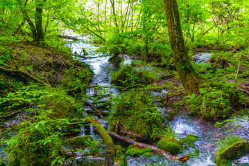 Beautiful Scene of Forest and Spring in Japan