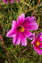 Pink flowers raising against the sun with a yellow dot and enjoy the sunrise