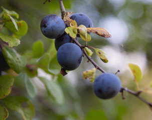 Ripe plums on a tree