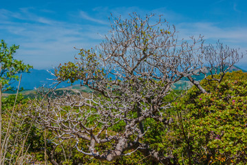 aphyllous plant in Japan