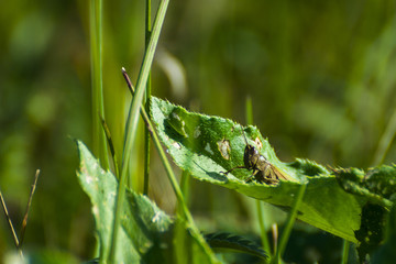 Little grasshopper on leaf
