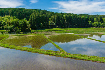Japanese Rice Fields with Water Reflection