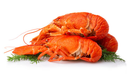Boiled crayfish with dill isolated on white background
