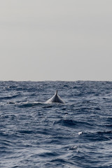 Fototapeta premium Dos de baleine à bosse dans les eaux chaudes de l'océan Indien à la La Réunion