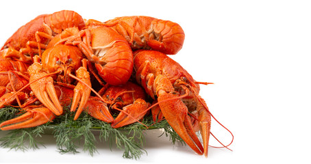 Boiled crayfish with dill isolated on white background