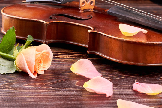 Old violin and pink petals of rose. Concept of orchestra invitation. Music and romance.