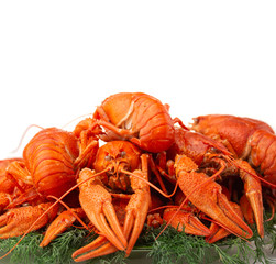 Boiled crayfish with dill isolated on white background