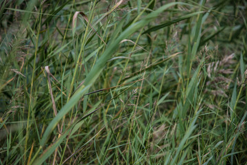 Reed plants