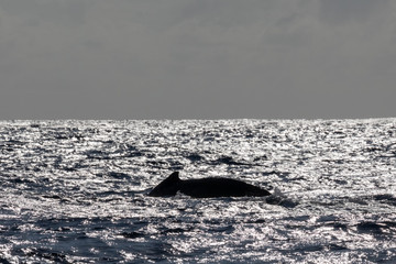 Fototapeta premium Dos de baleine à bosse dans les eaux chaudes de l'océan Indien à la La Réunion