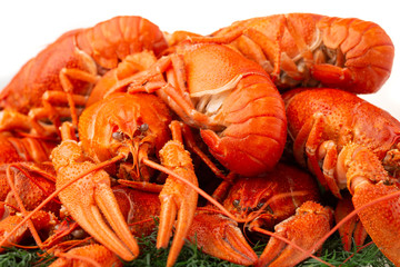 Boiled crayfish with dill isolated on white background