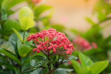 Beautiful water drops on Red Ixora with Green Leaves at the Garden, Sunny day concept,Natural background