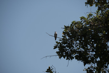 Pied Kingfisher in the Okavango Delta, Botswana