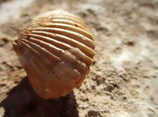 Bros plan de fossile bivalve  brun  isolé sur une dalle de calcaire