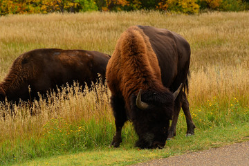 Close up of wild buffalo roaming and grazing the prairie of North Dakota.