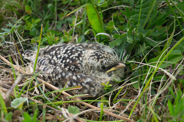 Caucasian grouse chick hiding in the grass
