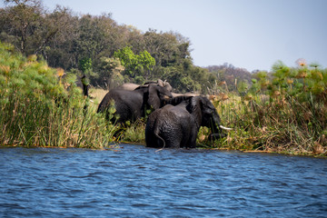 Elephants bathing in the Okavango Delta, Botswana