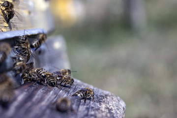 Bees are preparing for winter