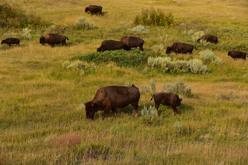 Herd of buffalo grazing the prairie of North Dakota.