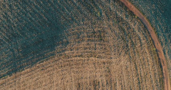 Aerial image of a wheat plantation with working tractor, drone scene