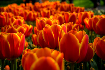 Netherlands,Lisse, a bowl full of oranges on a flower