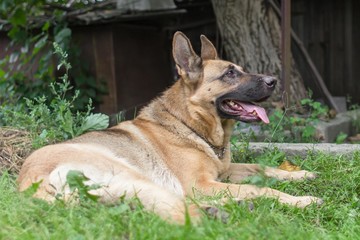 Pedigree dog. Education of the German Shepherd. Training a large dog. Pet for a walk. Security guard at home.