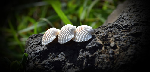 three shells on the river stone