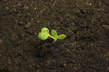 lonely small green plant in ground background life concept place for text