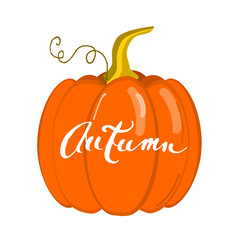 Autumn pumpkin, vector illustration
