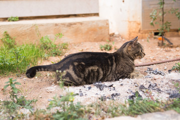 Concept of homeless animals - Cute cat outdoors