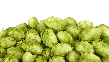 Fototapeta premium Close up heap of fresh green hops isolated