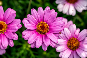 Obraz premium Overhead capture of blooming pink flowers
