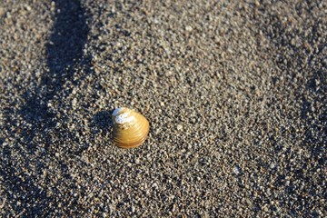 Seashell in the sand