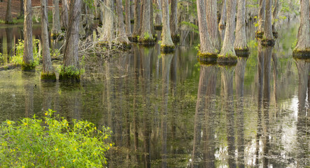 Obraz premium Smooth Water Reflects Cypress Trees in Swamp Marsh Lake