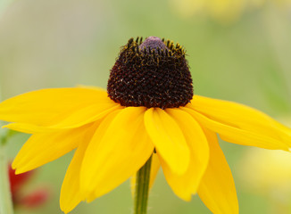 Rudbeckia Marmalade flower with yellow petals