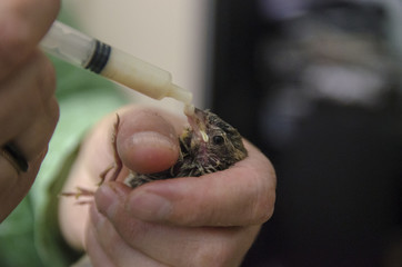 Feeding Baby Sparrow