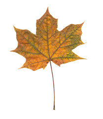Autumn maple tree leaf