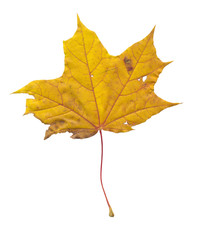 Autumn maple tree leaf
