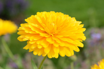 Bright yellow petals of a calendula flower