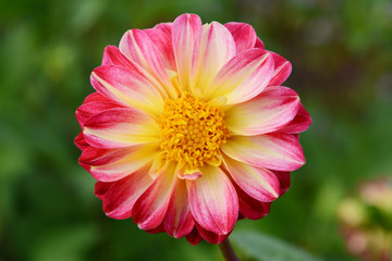 Dahlia with yellow centre and petals with deep pink edges