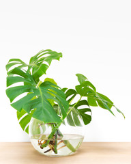 propagating, Philodendron Deliciosa in water